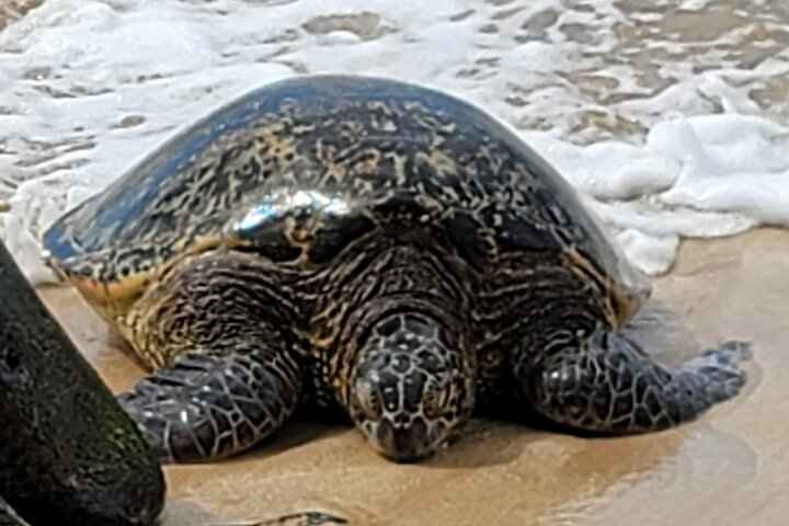 Snorkel with Honu's..